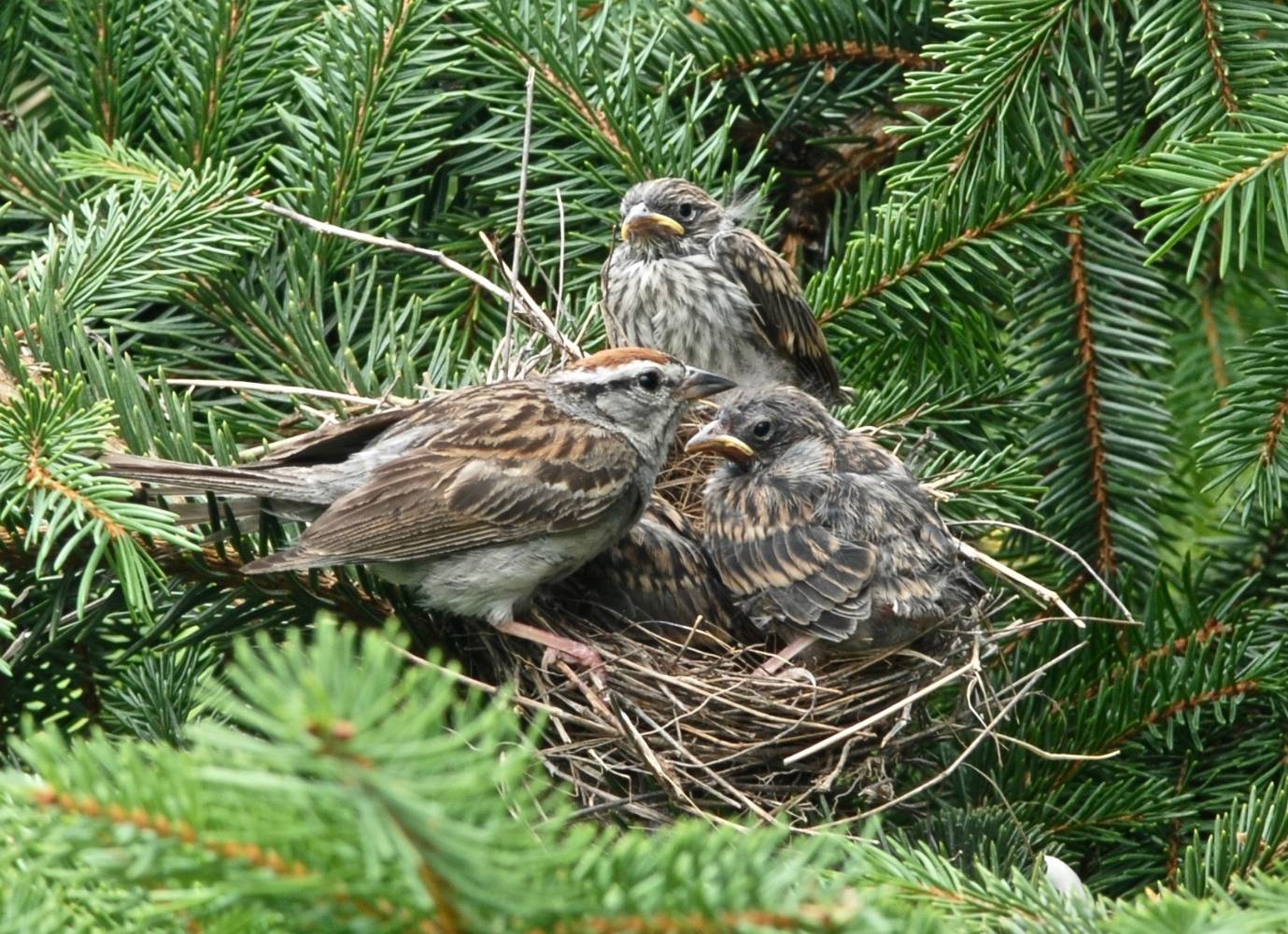 File:Chipping Sparrow with nestlings.jpg by Dennis Murphy from USA is licensed under CC BY 2.0